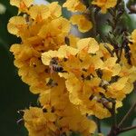 Pterocarpus officinalis Fleur