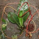 Psychotria densinervia Habit