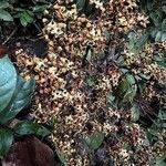 Dialium dinklagei Flor