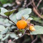 Rubus ellipticus Fruit