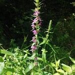 Lythrum salicariaFlower