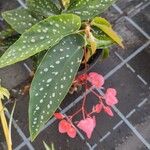 Begonia maculata 葉
