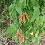 Amphilophium crucigerum Leaf