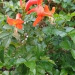 Tecoma capensis Fleur