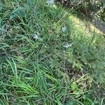 Anthericum ramosum Libunga