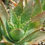 Aloe lateritia Máis