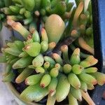 Sedum pachyphyllum 叶