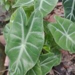 Alocasia longiloba Лист