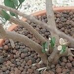 Simmondsia chinensis Φλοιός