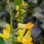 Polygala fallax Flor