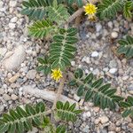 Tribulus terrestrisFlower