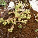 Euphorbia sulcata Habit