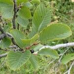 Rhamnus alpina عادت داشتن