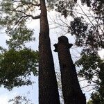 Pinus merkusii Hábito