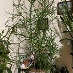 Euphorbia tirucalli عادت