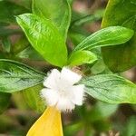Serissa japonica Flor
