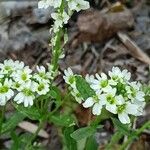 Berteroa incana Habit