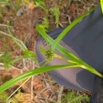 Scirpus atrovirens Likasa