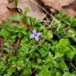 Houstonia pusillaFlor