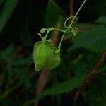 Cardiospermum halicacabum Fruit