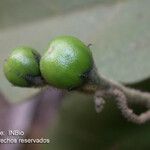 Solanum lanceolatum Fruto