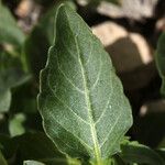 Mercurialis huetii Leaf