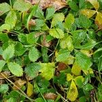 Fragaria virginiana Leaf