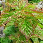 Rubus saxatilis 葉