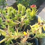 Mesembryanthemum nodiflorum Folha