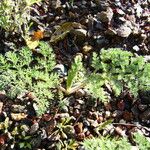 Lomatium dasycarpum Habitat