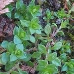 Arenaria serpyllifolia Leaf