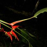 Heliconia secunda Flor