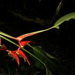 Heliconia secunda Цветок