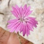 Dianthus tripunctatus Flower