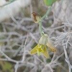 Dipcadi susianum Flower