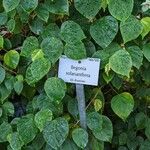 Begonia solananthera Leaf