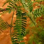 Prosopis juliflora Leaf