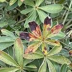 Potentilla alchimilloides Leaf