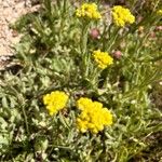 Helichrysum arenariumŽiedas