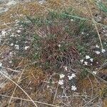 Iberis procumbens Fiore