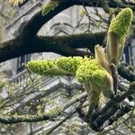 Acer macrophyllum Flor