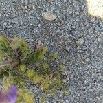 Phacelia crenulata 葉