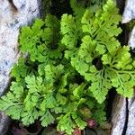 Cryptogramma crispa Habitat