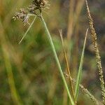 Fuirena pubescens Fruit