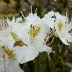Rhododendron augustinii Blomst