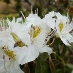 Rhododendron augustinii Λουλούδι