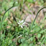 Anemone berlandieri 整株植物