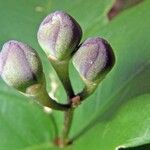 Capparidastrum frondosum