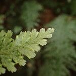 Trichomanes alatum Leaf