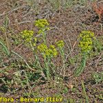 Euphorbia seguieriana Hábito